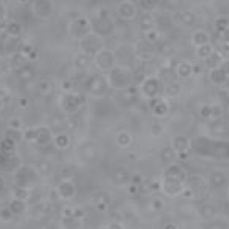 Nanoparticles in solution